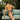 Cover Male CMJ030  Sexy Hot Bikini