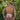 Daddy DDE047 Jockstrap