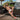 Daddy DDK039 Thong