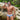 Daniel Alexander DAG010 Brief