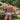 Daniel Alexander DAG010 Brief