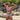 Daniel Alexander DAI089 Bikini Brief
