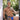 Good Devil GDK061 Thong
