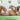 Hung HGJ018 Brief