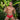 Secret Male SMI039 Bikini Brief